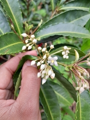 Ardisia crenata image