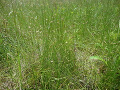 Eleocharis dregeana
