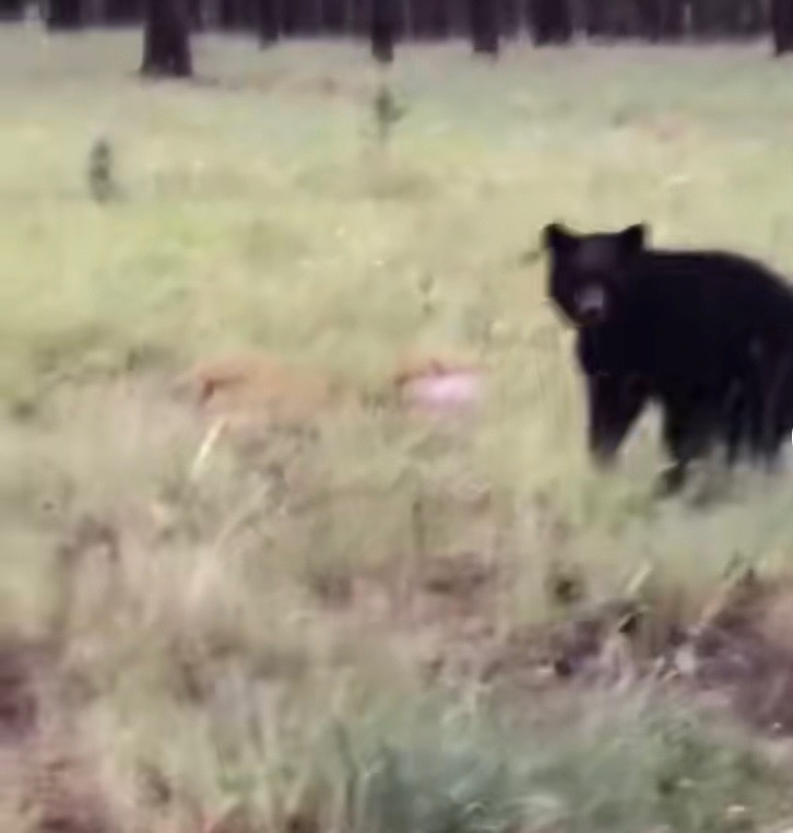 American Black Bear from San Bernardino, CA, USA on November 17, 2022 ...