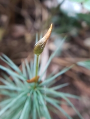Dawsonia