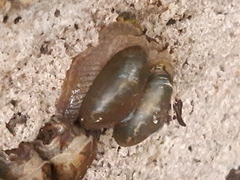 Gudeoconcha sophiae