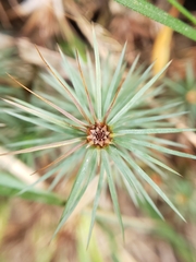 Dawsonia