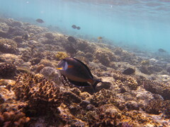 Acanthurus sohal