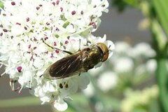 Riponnensia splendens