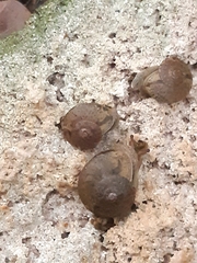 Gudeoconcha sophiae