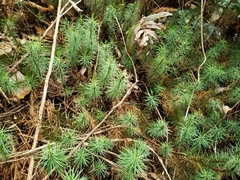 Dawsonia