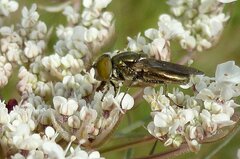 Riponnensia splendens