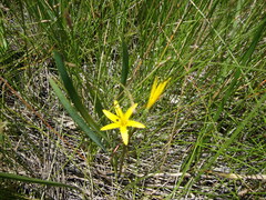 Cyrtanthus breviflorus