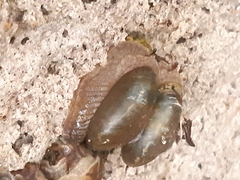 Gudeoconcha sophiae
