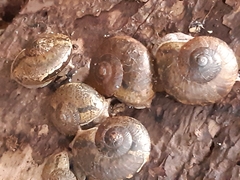Gudeoconcha sophiae