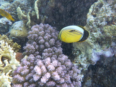 Chaetodon austriacus