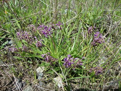 Ledebouria minima