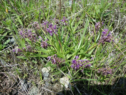 Image of Ledebouria minima by (c) James Deacon, some rights reserved (CC BY-SA)