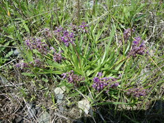 Ledebouria minima