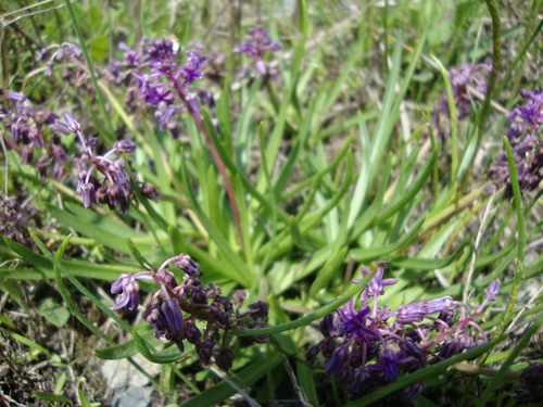 Image of Ledebouria minima by (c) James Deacon, some rights reserved (CC BY-SA)