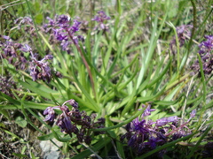 Ledebouria minima