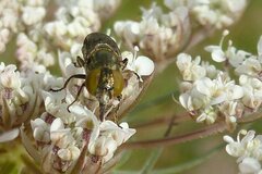 Riponnensia splendens