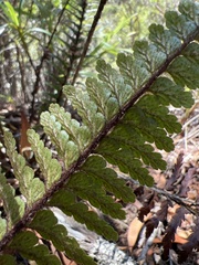 Asplenium horridum