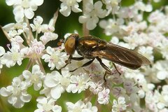 Riponnensia splendens