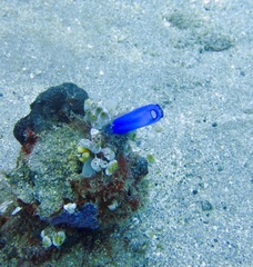 Rhopalaea
