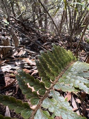 Asplenium horridum