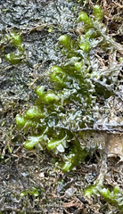 Porella pinnata