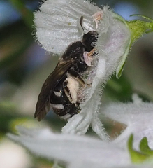 Chilalictus