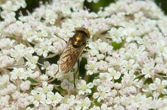 Riponnensia splendens