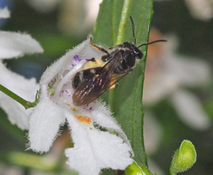 Chilalictus