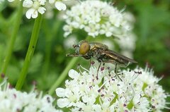 Riponnensia splendens