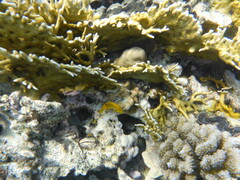 Pomacentrus sulfureus