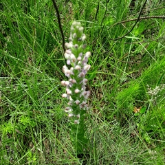 Brachycorythis pubescens
