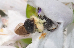 Chilalictus