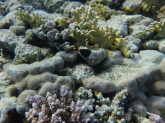 Pycnochromis dimidiatus