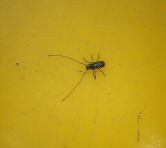 Euciodes suturalis