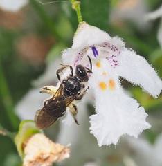 Chilalictus