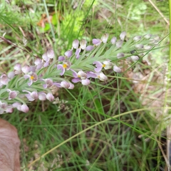 Brachycorythis pubescens