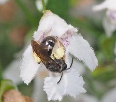 Chilalictus