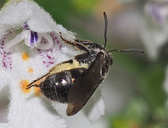 Chilalictus