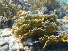 Millepora dichotoma