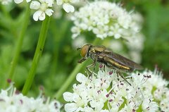 Riponnensia splendens