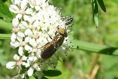Riponnensia splendens