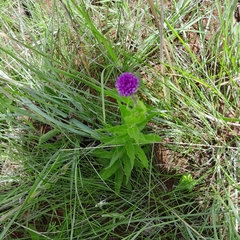 Pseudopegolettia tenella