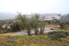 Psoralea arborescens