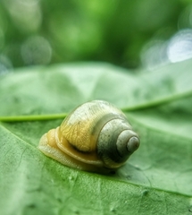 Amphidromus atricallosus