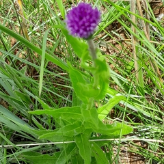 Pseudopegolettia tenella