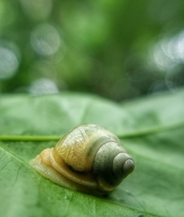 Amphidromus atricallosus