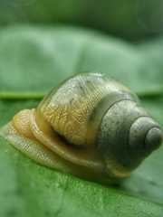 Amphidromus atricallosus
