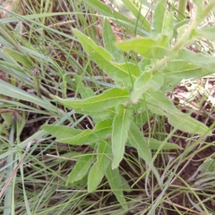 Pseudopegolettia tenella