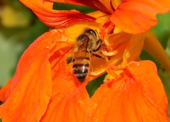 Apis mellifera scutellata